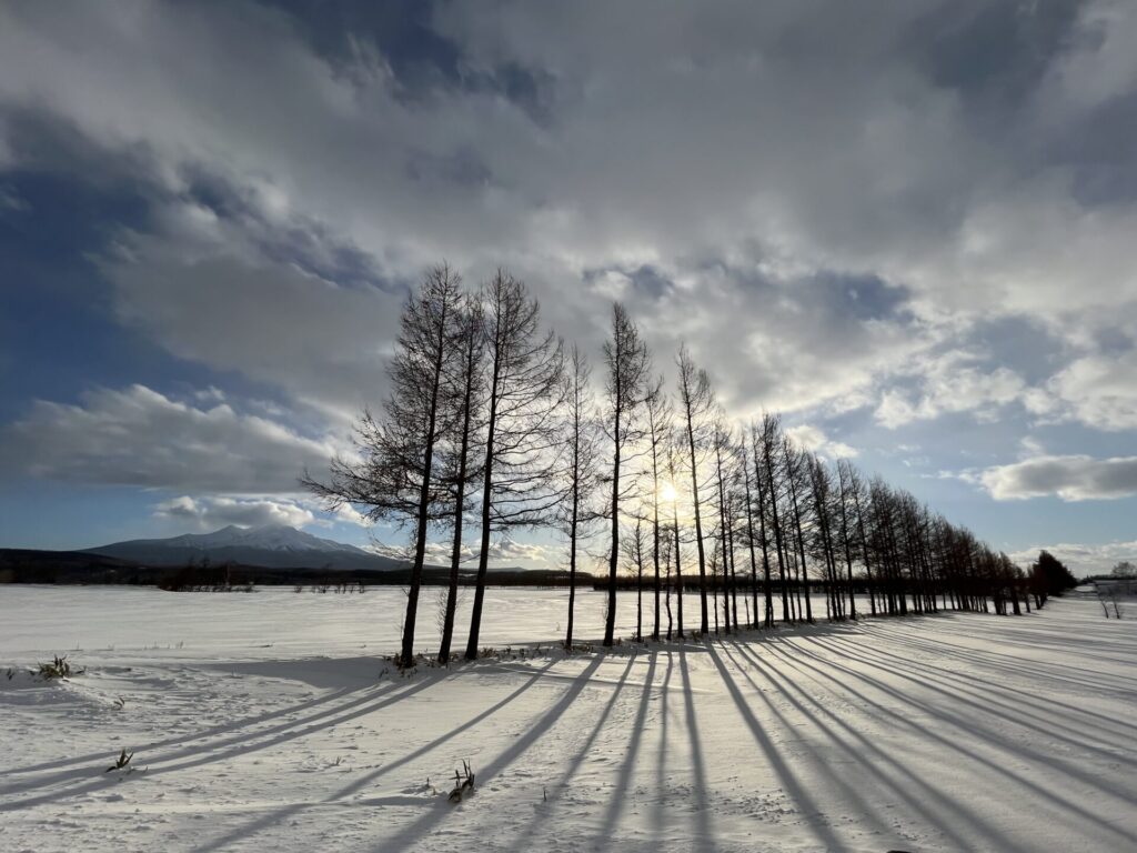 雪の中に立つ針葉樹